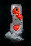 114 - FROZEN TOMATOES - GRETHEN JEAN JACQUES - luxembourg <div